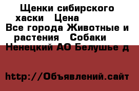 Щенки сибирского хаски › Цена ­ 12 000 - Все города Животные и растения » Собаки   . Ненецкий АО,Белушье д.